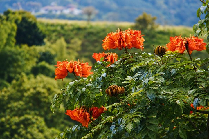Coffee Tour at the Finca del Café