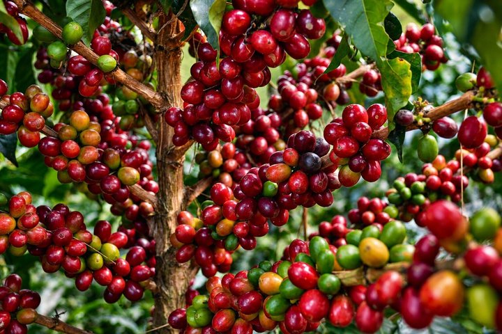 Coffee Tour at the Finca del Café
