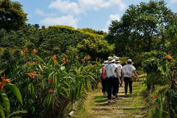 Coffee Tour at the Finca del Café