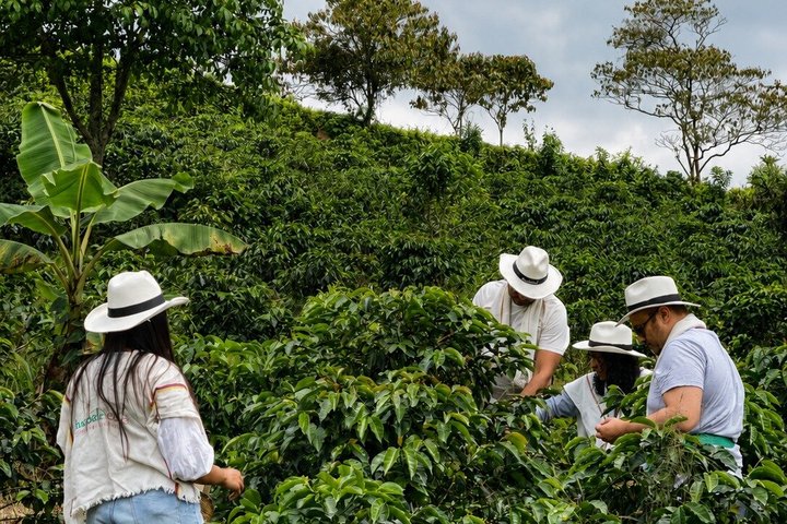 Coffee Tour at the Finca del Café