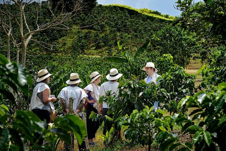 Coffee Tour at the Finca del Café