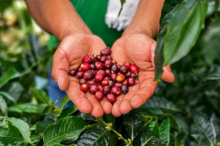Coffee Tour at the Finca del Café