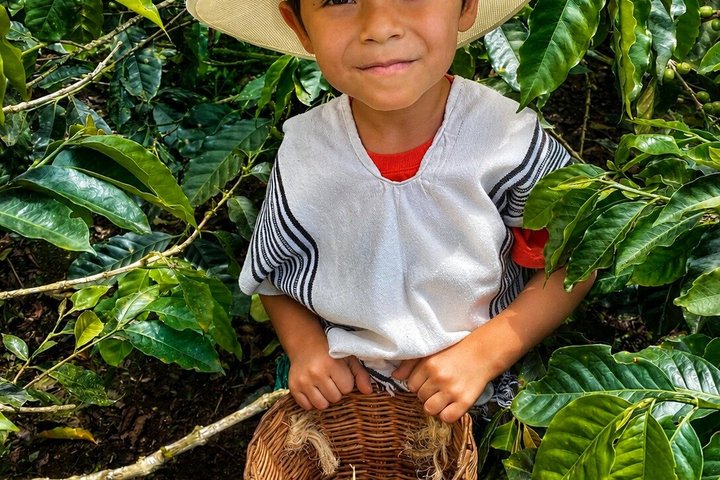 Coffee Tour at the Finca del Café