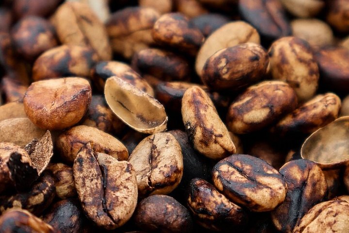 Coffee Tour at the Finca del Café