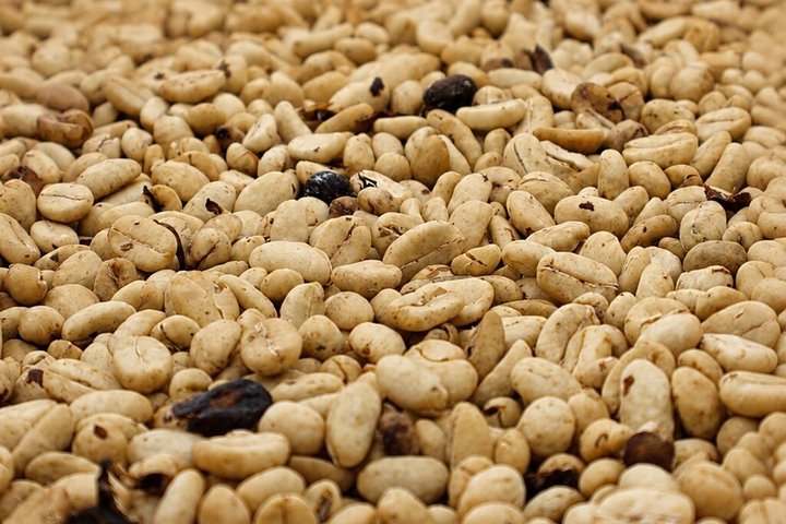 Coffee Tour at the Finca del Café