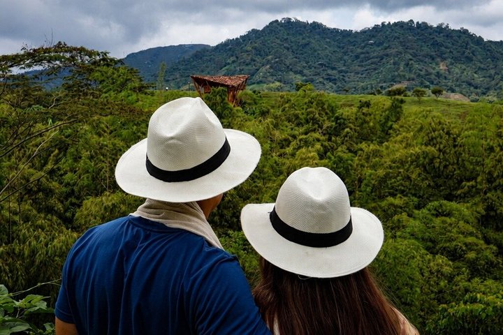 Coffee Tour at the Finca del Café