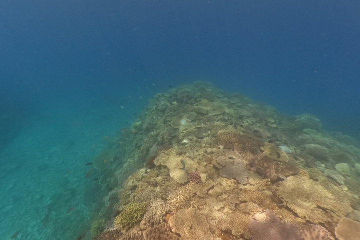 Okinawa: Boat Snorkeling 2 Rounds at Minna, Sesoko or Motobu