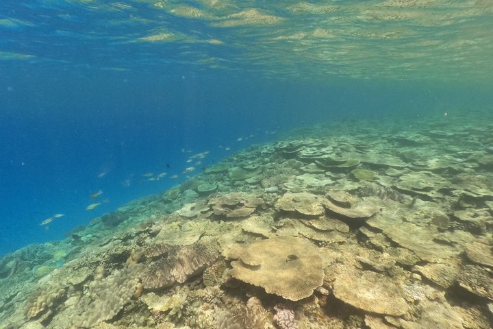 Okinawa : Boat Snorkeling 1 Round at Minna, Sesoko or Motobu