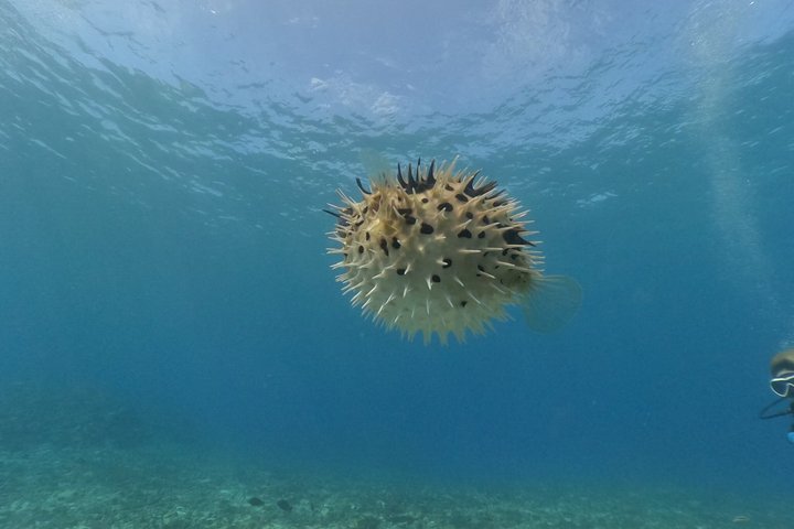Okinawa : Boat Snorkeling 1 Round at Minna, Sesoko or Motobu