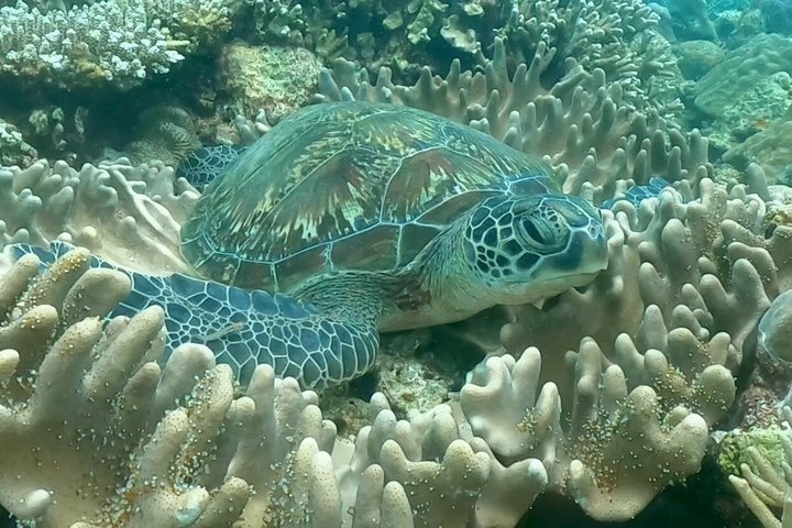 Okinawa: Discover SCUBA Diving 1 Dive at Minna, Sesoko or Motobu