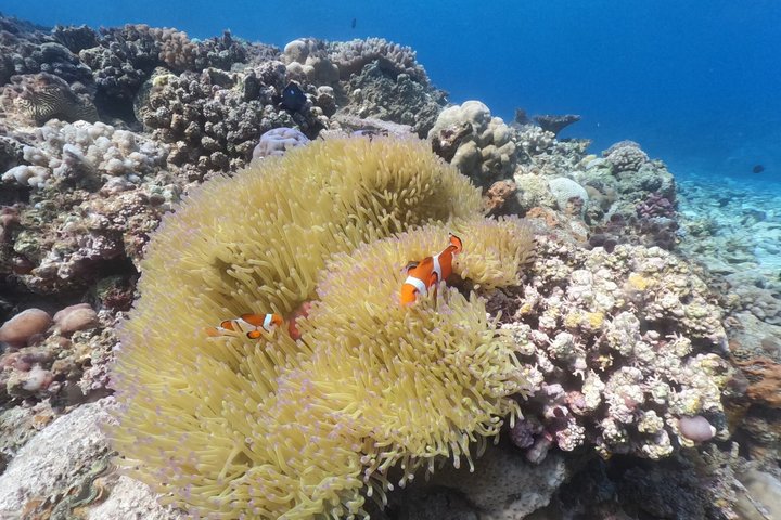 Okinawa: Discover SCUBA Diving 1 Dive at Minna, Sesoko or Motobu