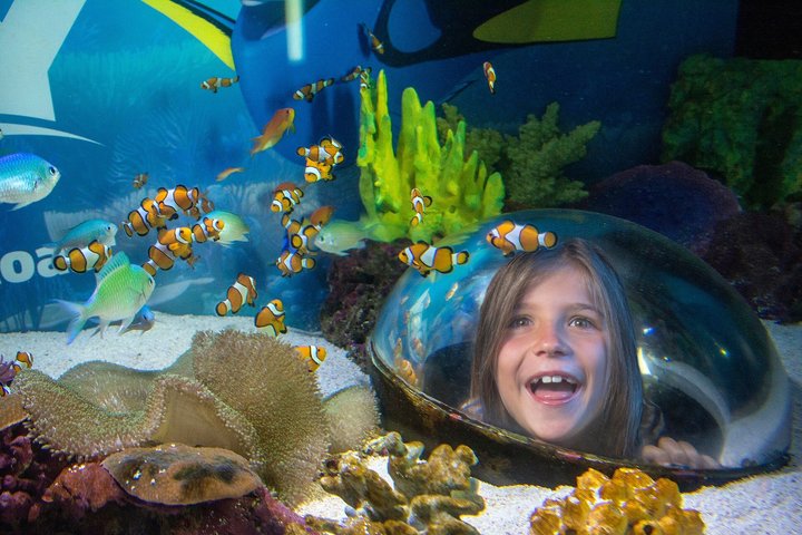 SEA LIFE Sunshine Coast Aquarium Entrance Ticket