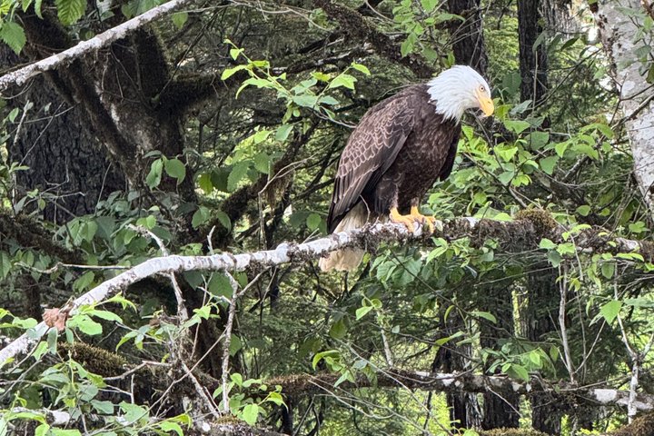 Whale Watching and Bear Search-Icy Strait Point
