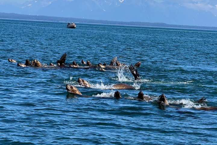 Whale Watching and Bear Search-Icy Strait Point