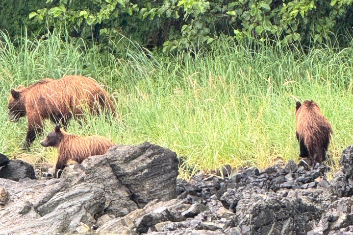 Whale Watching and Bear Search-Icy Strait Point