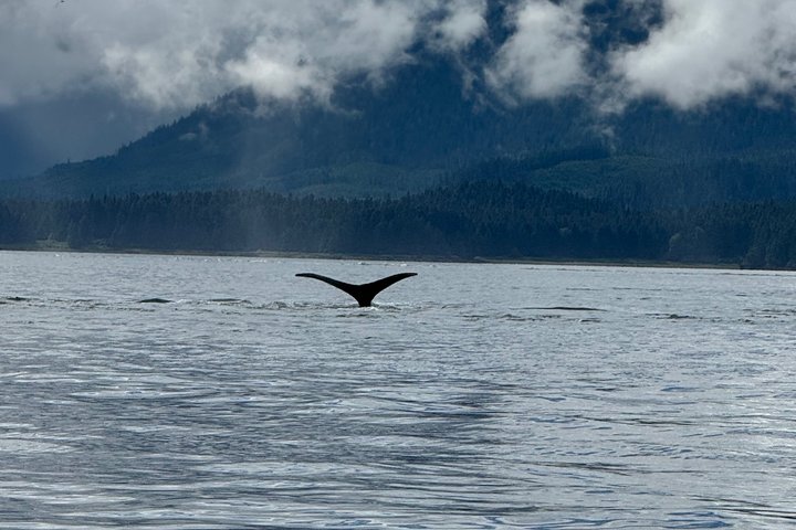 Whale Watching and Bear Search-Icy Strait Point