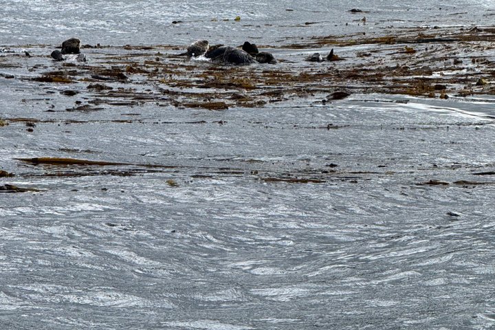 Whale Watching and Bear Search-Icy Strait Point