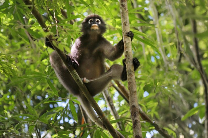 Khao Sok Rainforest | Hiking & Bamboo Rafting