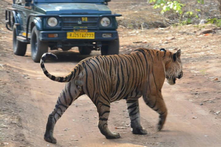 Ranthambore National Park