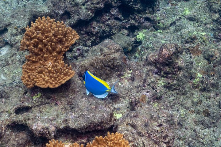 Island Cruise from Phuket to Phi Phi Islands with Maya Bay Visit