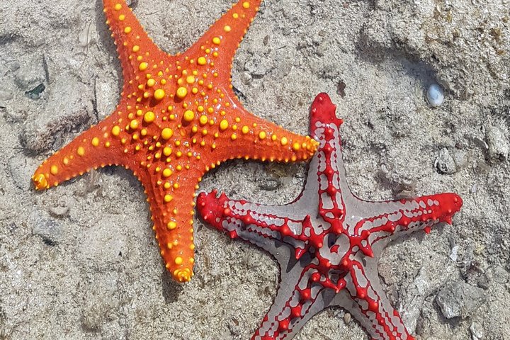 Full-Day Private Stone Town +Spice Farm and Prison Island Tour