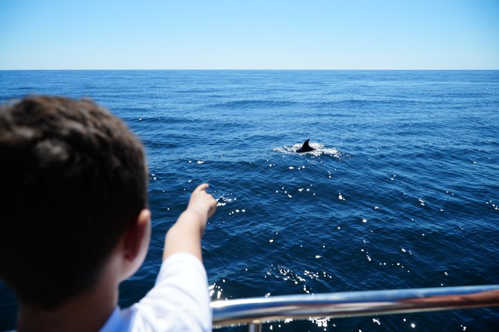 Dolphins & Cave Boat Cruise with Marine Biologist from Albufeira