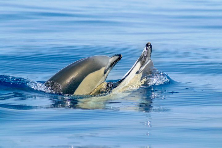Dolphins & Cave Boat Cruise with Marine Biologist from Albufeira