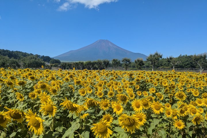 Lake Kawaguchi : Exclusive Private Customized Tour w/ Local Guide