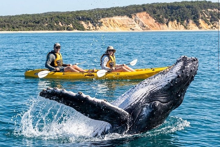 Rainbow Beach: Whale Watching Ocean Kayak Tour & Beach 4X4