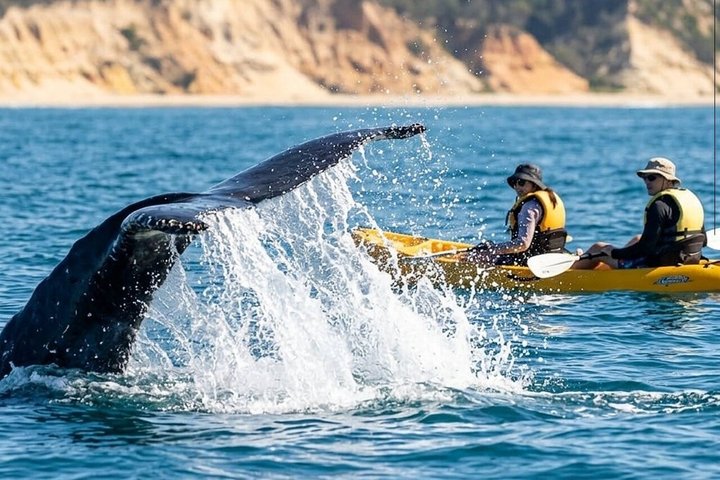 Rainbow Beach: Whale Watching Ocean Kayak Tour & Beach 4X4