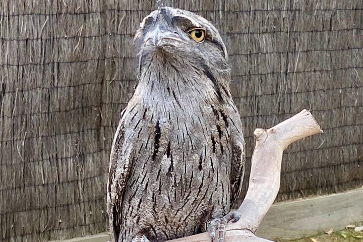 Ozzie wild life , kangaroos, koalas, dingo, devils , emu, crocs
