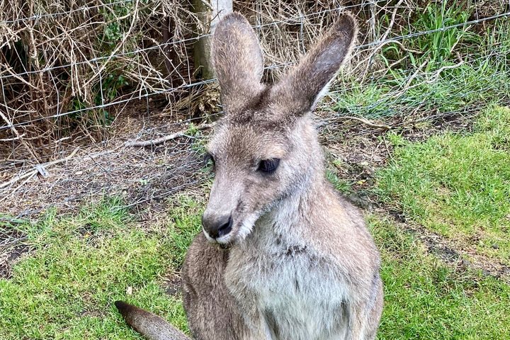 Ozzie wild life , kangaroos, koalas, dingo, devils , emu, crocs