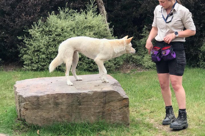Ozzie wild life , kangaroos, koalas, dingo, devils , emu, crocs