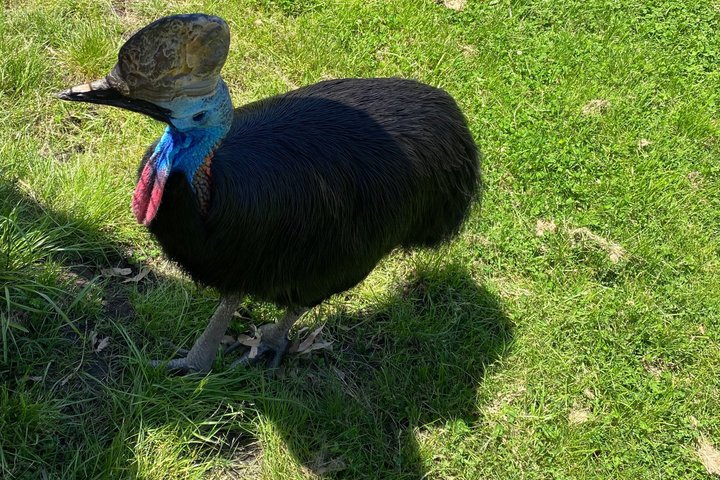 Ozzie wild life , kangaroos, koalas, dingo, devils , emu, crocs
