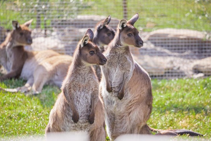 Blue Mountains Day Tour Including Parramatta River Cruise