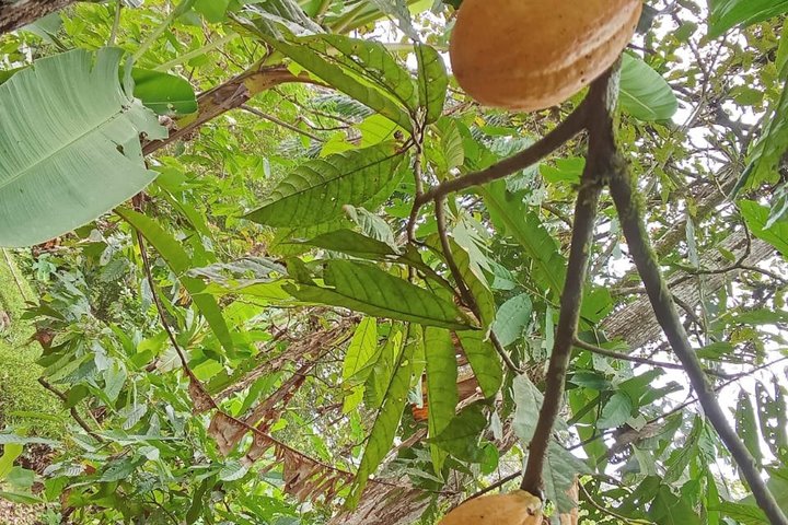 Indigenous Cacao Tour in Bocas del Toro