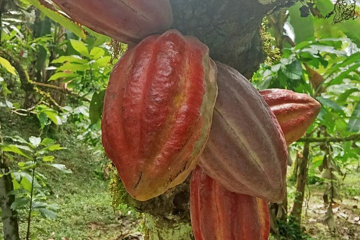 Indigenous Cacao Tour in Bocas del Toro