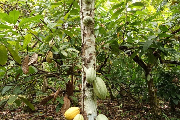 Indigenous Cacao Tour in Bocas del Toro