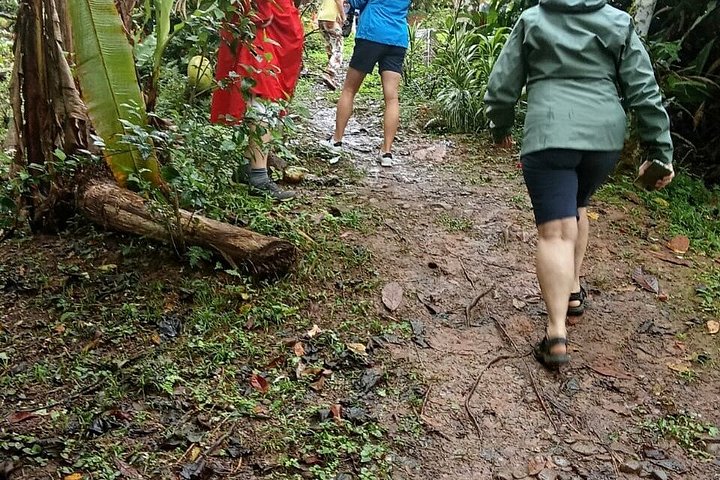 Indigenous Cacao Tour in Bocas del Toro