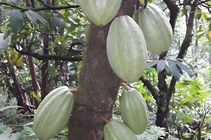 Indigenous Cacao Tour in Bocas del Toro