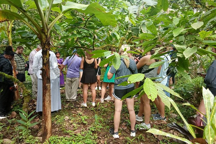 Indigenous Cacao Tour in Bocas del Toro