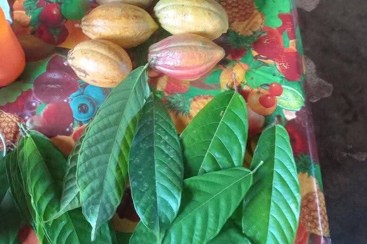 Indigenous Cacao Tour in Bocas del Toro