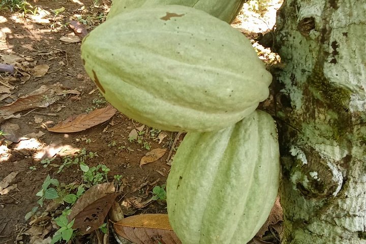 Indigenous Cacao Tour in Bocas del Toro