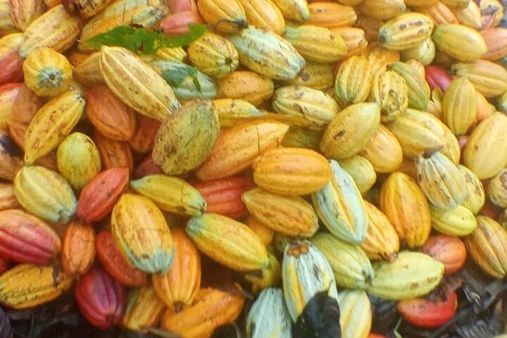 Indigenous Cacao Tour in Bocas del Toro