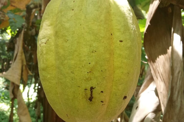 Indigenous Cacao Tour in Bocas del Toro