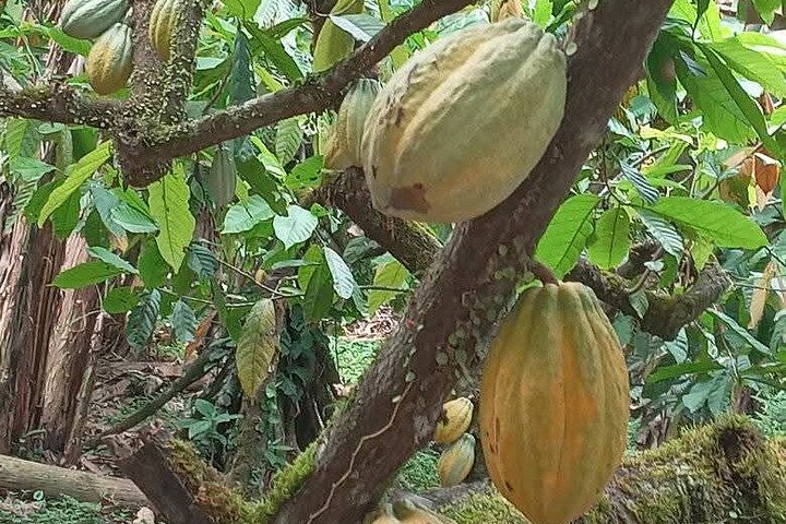 Indigenous Cacao Tour in Bocas del Toro