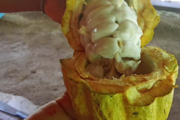 Indigenous Cacao Tour in Bocas del Toro