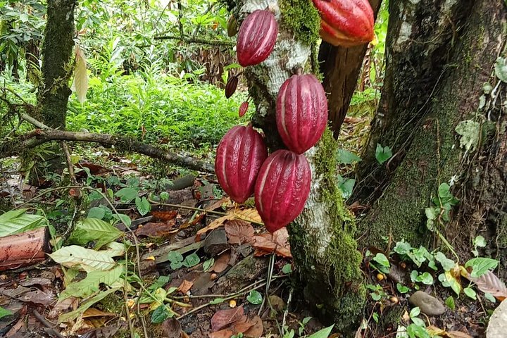 Indigenous Cacao Tour in Bocas del Toro
