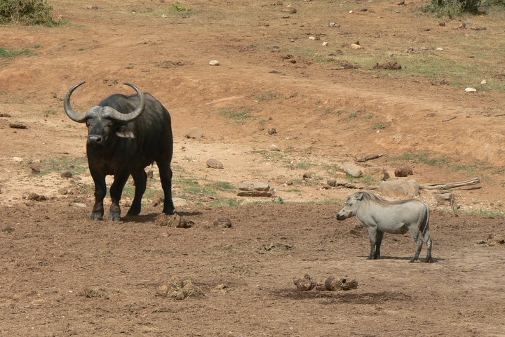 Addo Elephant National Park Tours from Port Elizabeth