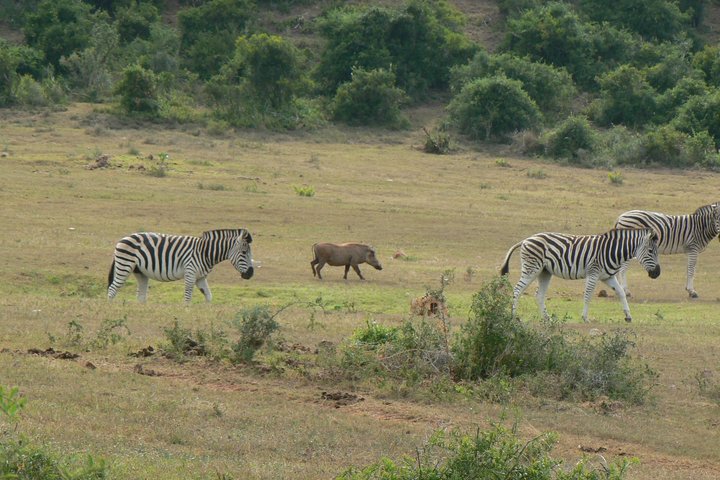 Addo Elephant National Park Tours from Port Elizabeth